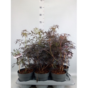 Sambucus nigra 'Black Lace'