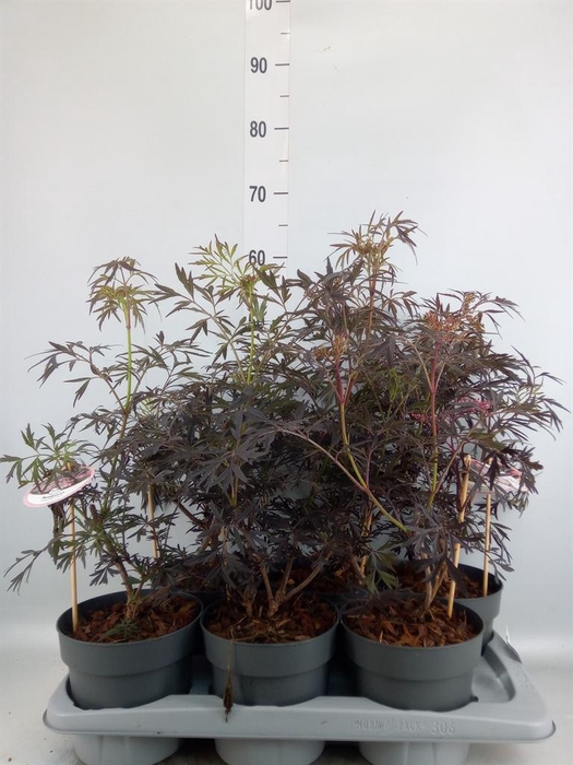 <h4>Sambucus nigra 'Black Lace'</h4>