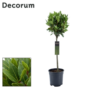 Laurus nobilis Bol op stam