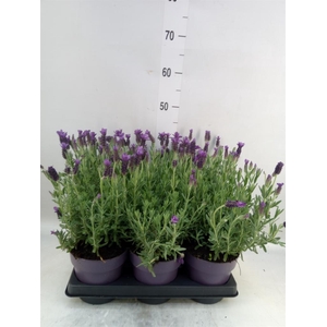 Lavandula stoec. 'Anouk'