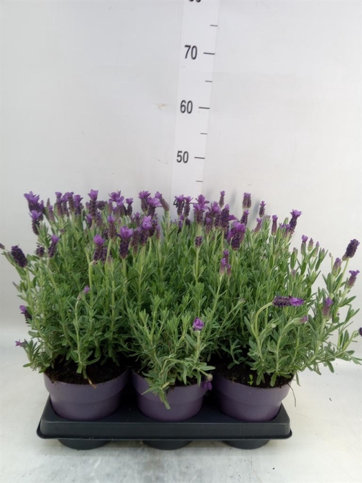 <h4>Lavandula stoec. 'Anouk'</h4>