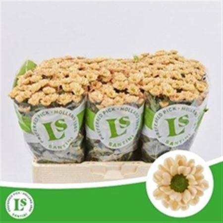 <h4>Chr Rossi Salmon</h4>