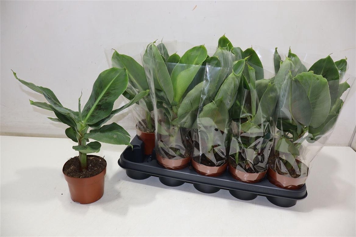 <h4>Musa Tropicana</h4>