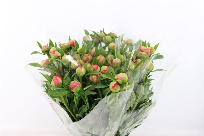 <h4>Paeo L Coral Charm</h4>