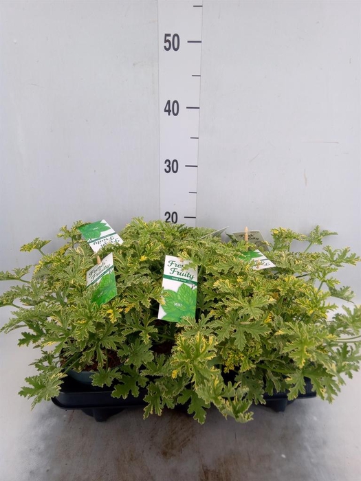 <h4>Pelargonium   ...mix smelling</h4>
