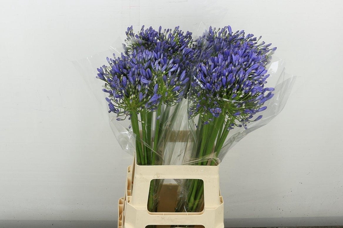 <h4>Agap Blue Heaven</h4>