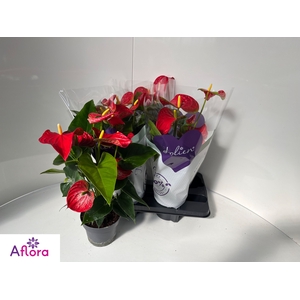 ANTHU AN BAMBINO RED