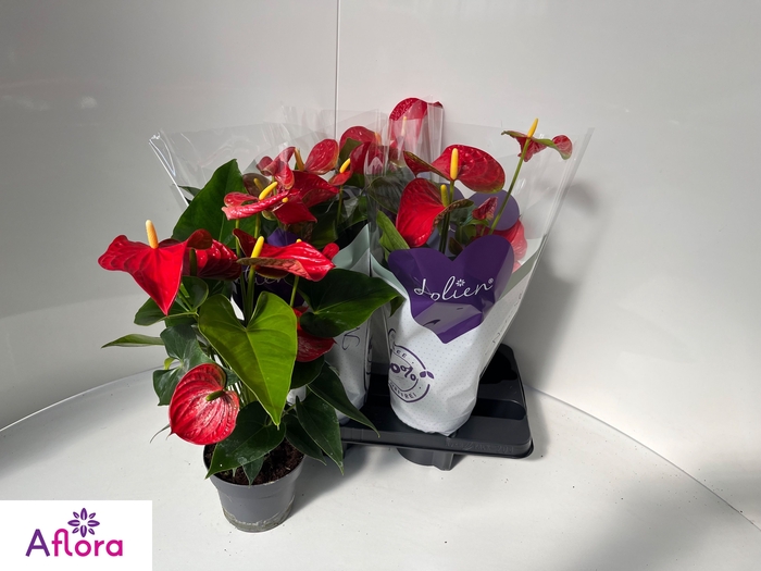 <h4>ANTHU AN BAMBINO RED</h4>