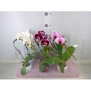 Phalaenopsis   ...