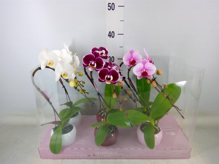 <h4>Phalaenopsis   ...</h4>