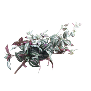 Tradescantia Zebrina Plant