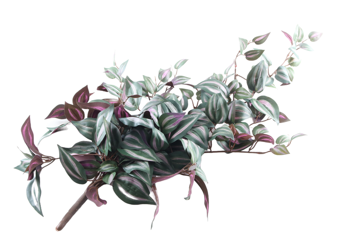Tradescantia Zebrina Plant