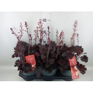 Heuchera   ...