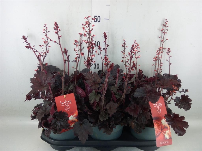 <h4>Heuchera   ...</h4>