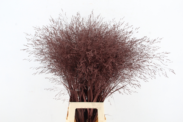 gras panic warrior Brown