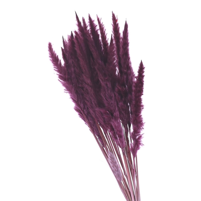 Dried flowers Pampass grass fluffy 80cm