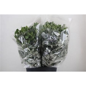 PITTOSPORUM BS
