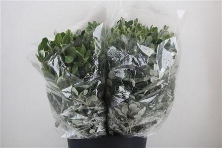 <h4>PITTOSPORUM BS</h4>
