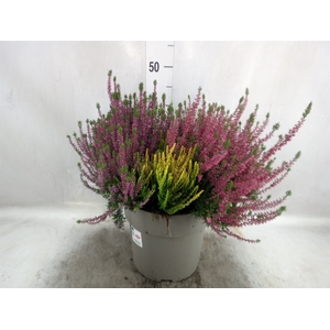 Calluna vulg. 'Garden G Quattro'