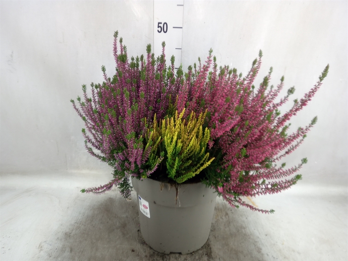 <h4>Calluna vulg. 'Garden G Quattro'</h4>