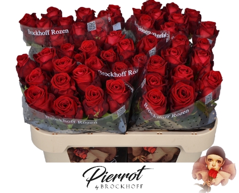 <h4>R GR RED NAOMI! Pierrot 70cm</h4>