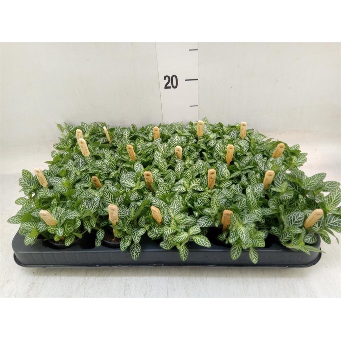 <h4>Fittonia verschaf.</h4>