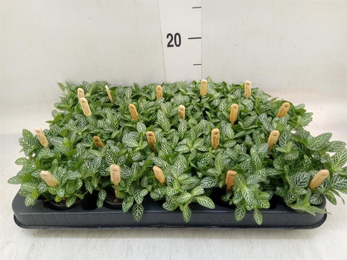 <h4>Fittonia verschaf.</h4>