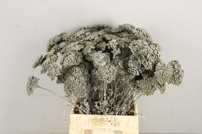 <h4>DF Achillea Paint Bs Platinum</h4>