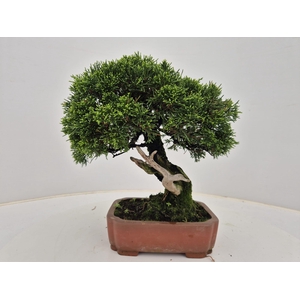 Juniperus chinensis, 18cm