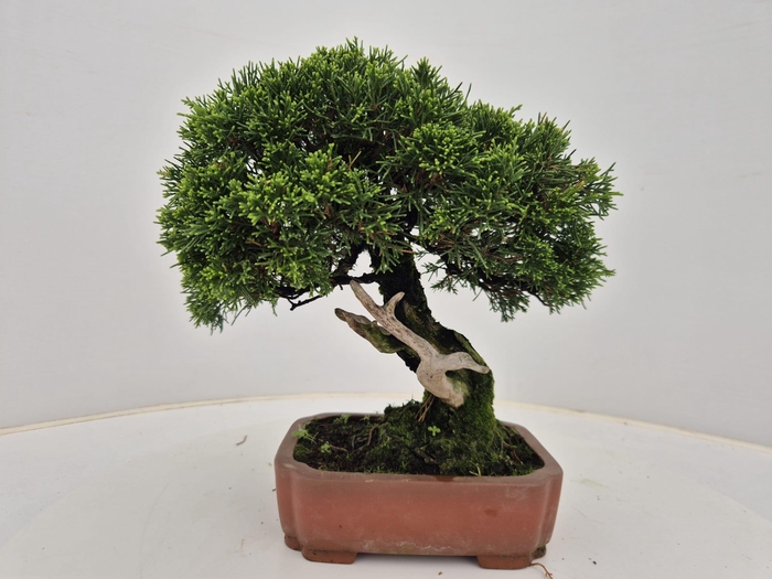 <h4>Juniperus chinensis, 18cm</h4>