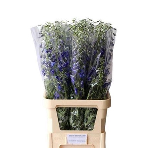 Delph En Volkerfrieden