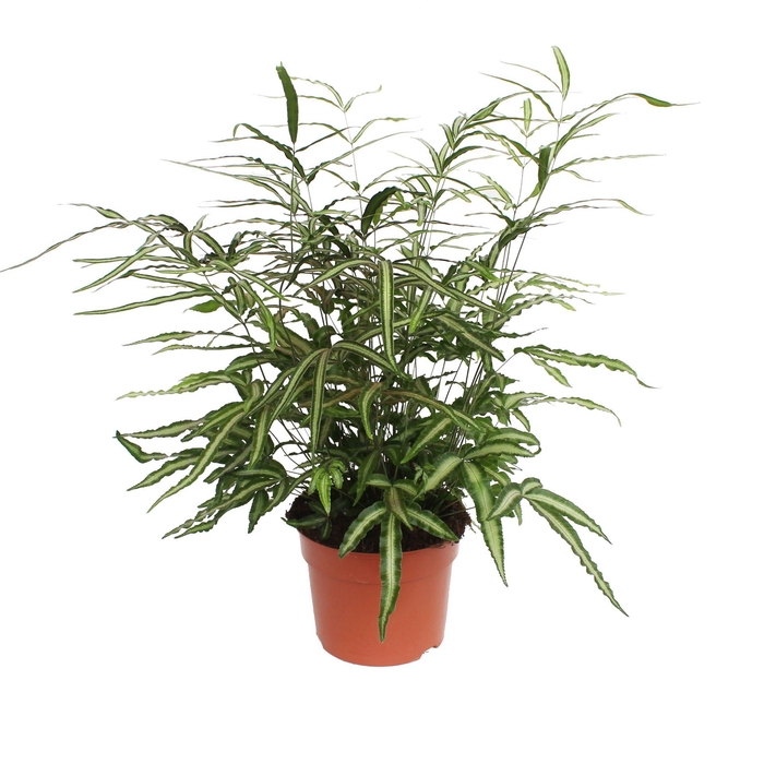 <h4>Pteris Albolineata</h4>