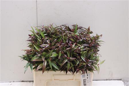 <h4>Leucothoe Walteri R. 050cm</h4>
