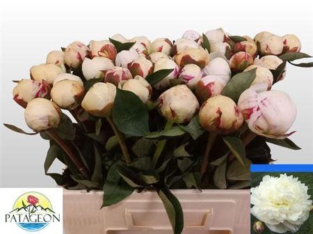 <h4>Paeo L Mary Nicholls</h4>