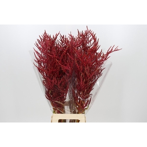 Bromelia Red Paloma