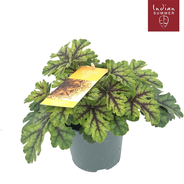 <h4>Heuchera 'Indian Summer' Green</h4>
