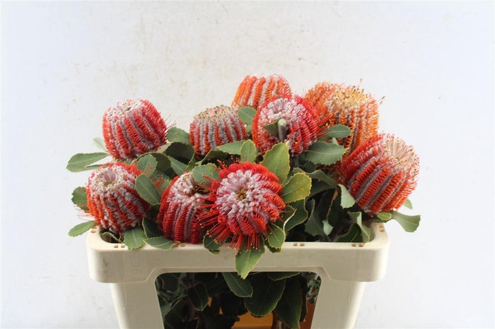 <h4>Banksia Coccinea</h4>