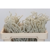 Amaranthus Yearming Desert