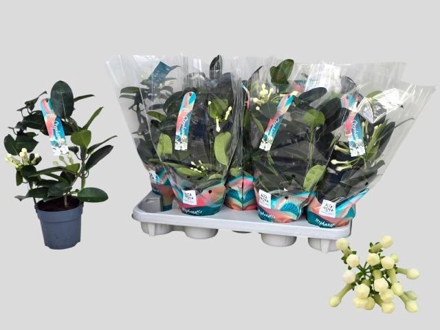 <h4>STEPH FL OV</h4>