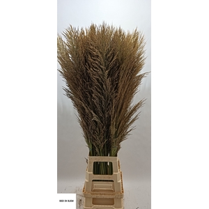 CORTADERIA OV