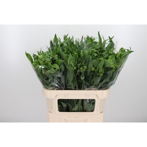 Alstroemeria Virginia 80 Gram