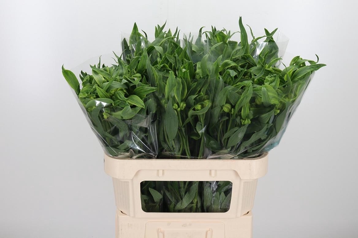 <h4>Alstroemeria Virginia 80 Gram</h4>