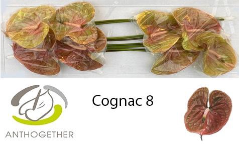 <h4>ANTH A COGNAC</h4>