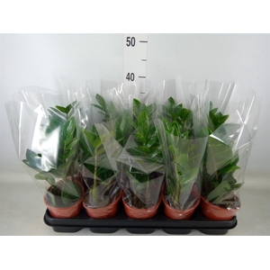 Zamioculcas zamiifolia