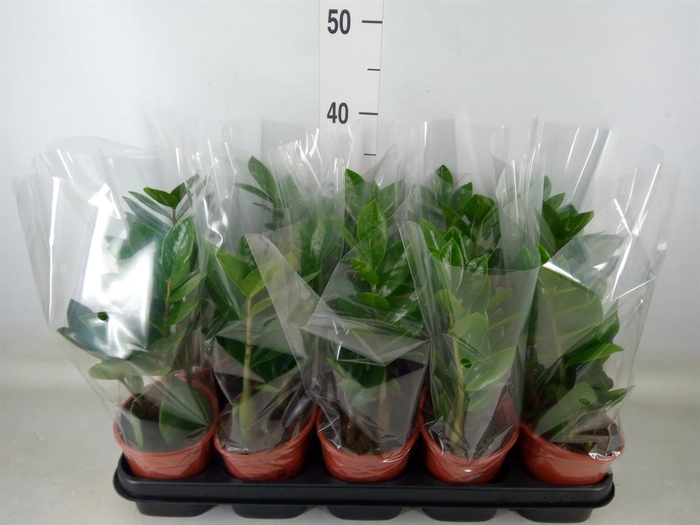 <h4>Zamioculcas zamiifolia</h4>