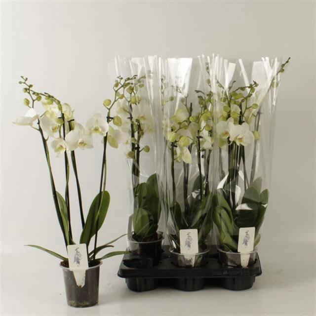 <h4>PHAL OV WIT</h4>