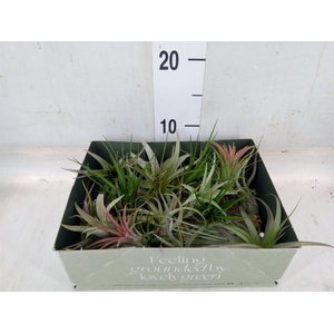 Tillandsia
