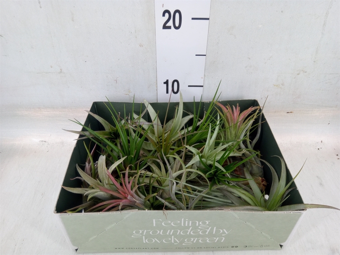 <h4>Tillandsia</h4>