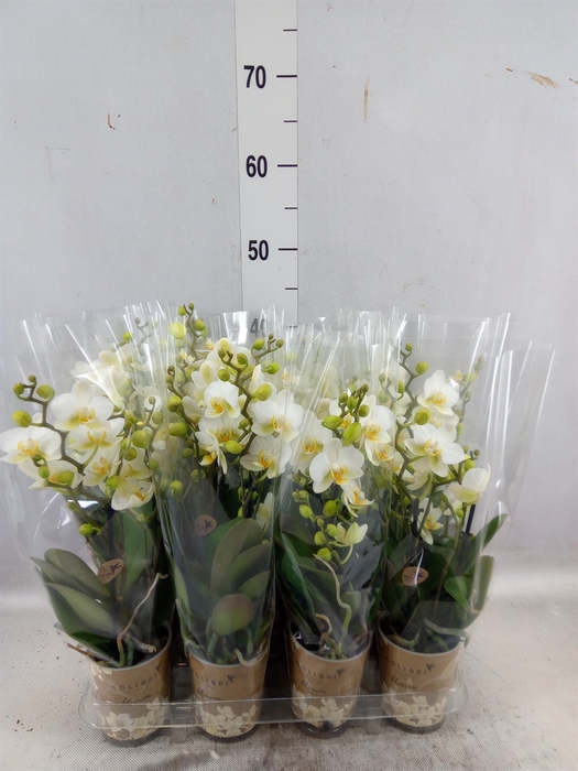 <h4>Phalaenopsis multi. 'Ant Lausanne'</h4>