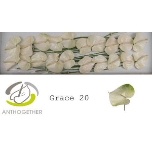 Anthurium Grace